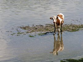 Koe in rivier van Sijmen van der Plicht