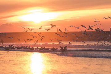 Meeuwen tegen zonsondergang bij het Havenhoofd Scheveningen van Anne Zwagers