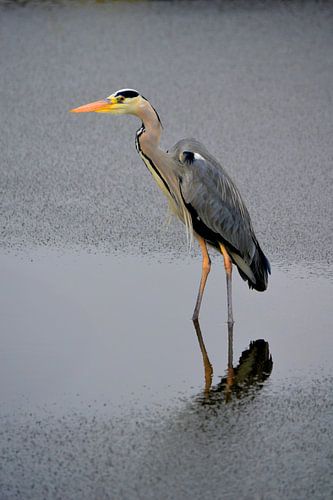Lieu de pêche glacé
