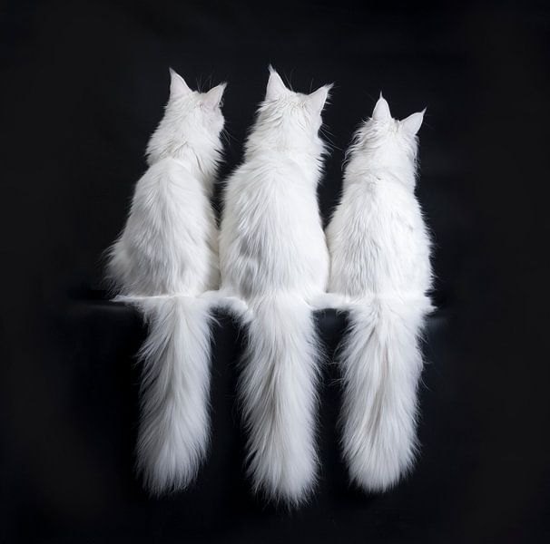 Tale of Tails by Nynke van Holten