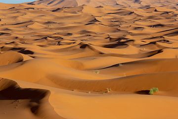 zandduinen bij dageraad in de woestijn van de Sahara in Marokko