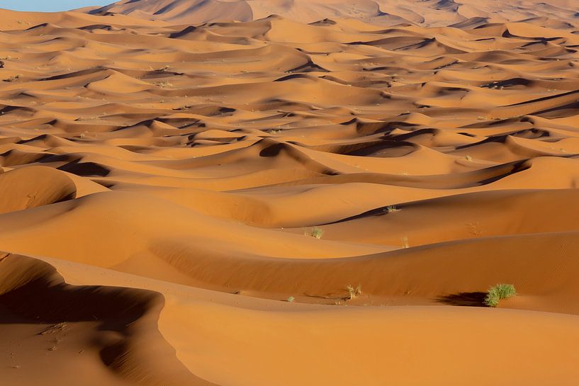 Sanddünen im Morgengrauen in der Wüste der Sahara in Marokko von Tjeerd Kruse