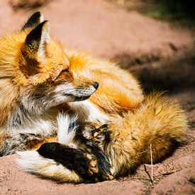 Red Fox in Bearizona Wildlife Park by Nicolas Ros