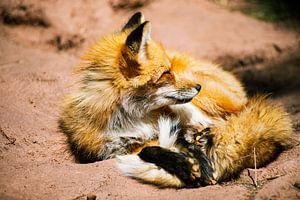 Renard roux au parc animalier de Bearizona sur Nicolas Ros