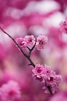 Pink blossom on a pink background