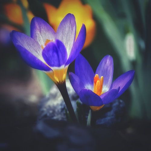 Krokus Sieberi Tricolor