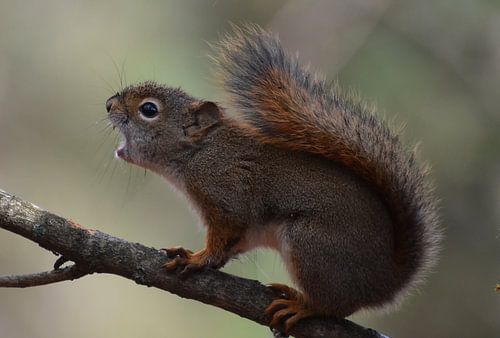 Een rode eekhoorn in de herfst