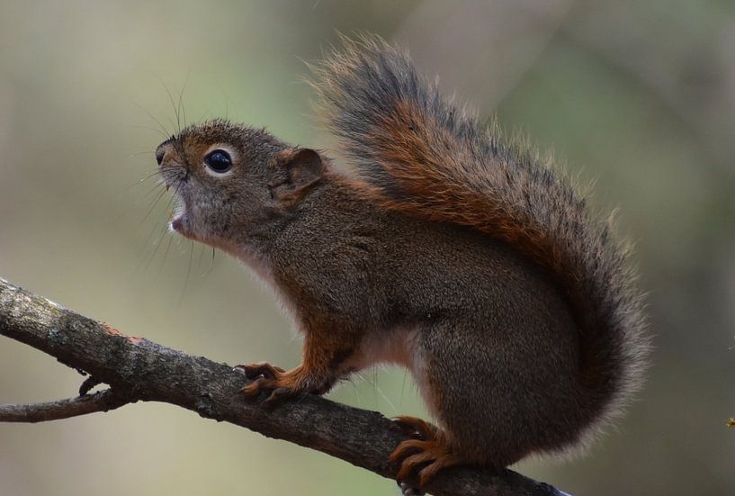 Ein rotes Eichhörnchen im Herbst von Claude Laprise