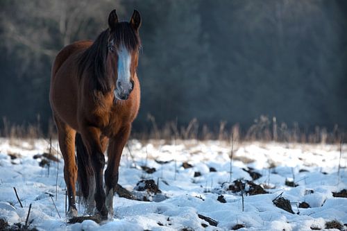 Veluwe, planken wambuis-wild paard 02 