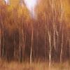 Automne dans les Hautes Fagnes sur Astrid Brouwers