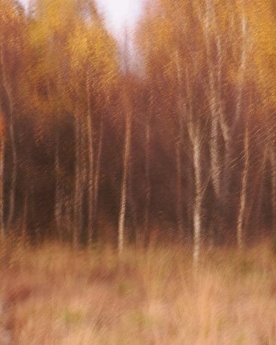 Herfst in de Hoge Venen