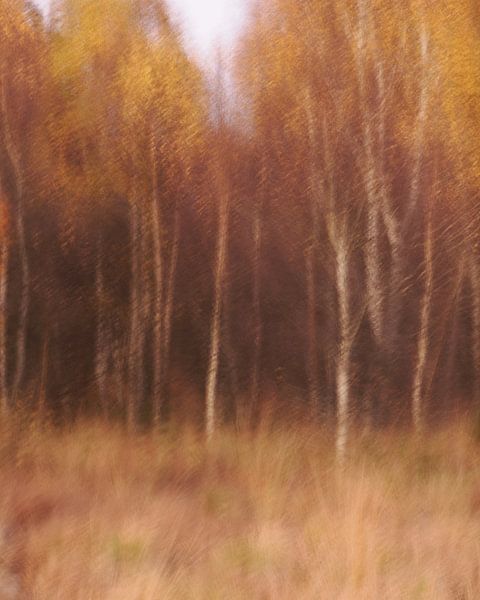 Herfst in de Hoge Venen van Astrid Brouwers