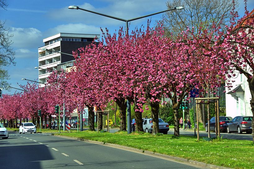 Sierkers Bomen van Edgar Schermaul