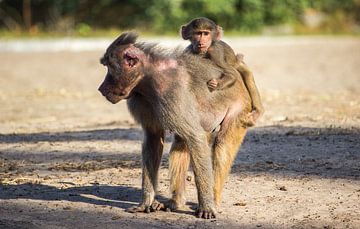 Mantel baboon with young by Rob Legius
