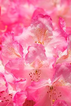 Rosarote Rhododendronblüte, Close-Up, Deutschland