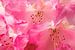 Rosarote Rhododendronblüte, Close-Up, Deutschland von Torsten Krüger