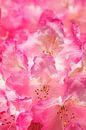 Pink rhododendron flower, close up, Germany by Torsten Krüger thumbnail