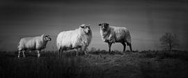 Three sheep in the heather