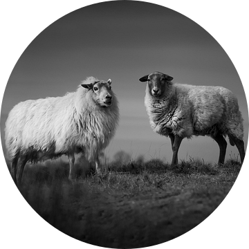 Three sheep in the heather van Luis Boullosa