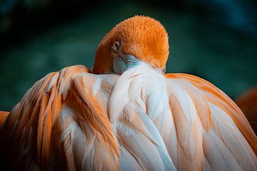 Flamingo Sleeping by Dubbel Dushi