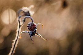 Winter Landscape by Jantina Mulder