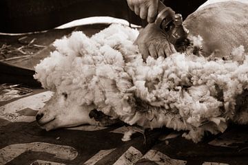 Schafe rasieren von Kitty Stevens