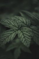Nature in Detail #4