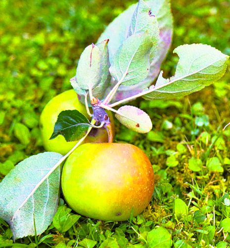 Ripe apple - a symbol of abundance and closeness to nature