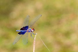 Phantom Flutterer von Dennis van de Water
