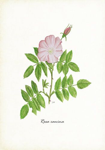 Dog rose