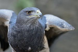Aguja ( Geranoaetus melanoleucus ), Greifvogel der Anden.