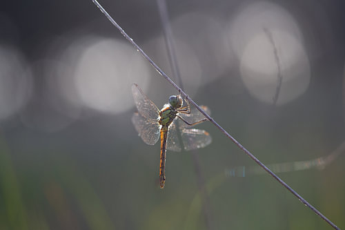 Libelle op de heide