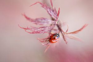 Marienkäfer in rosa Bokeh