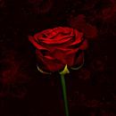 Roos rood van Saskia Schotanus thumbnail