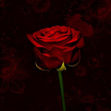 Roos rood van Saskia Schotanus