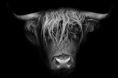 Robust portrait of Scottish highlander in black and white