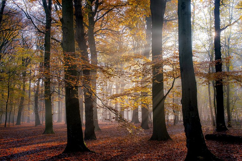 Herbstwald in der Morgensonne von peterheinspictures
