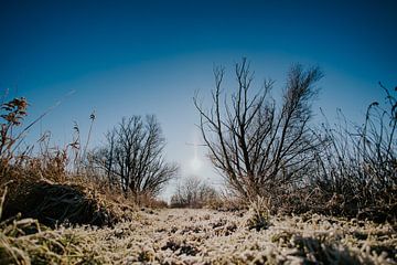 Winter im Lauwersmeer von Nickie Fotografie