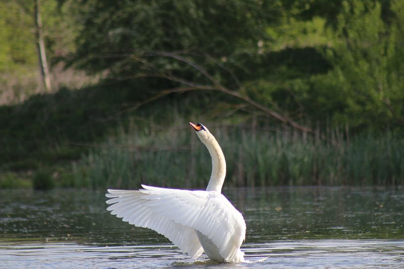 Mute Swan by John Kerkhofs