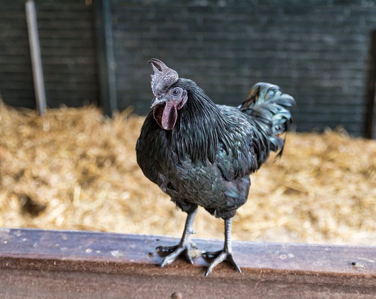 zwarte haan op een hek van ChrisWillemsen