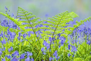 Bluebell flowers in a Beech tree forest during a springtime morning