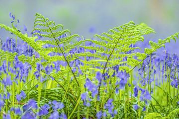 Bluebell flowers in a Beech tree forest during a springtime morning by Sjoerd van der Wal Photography