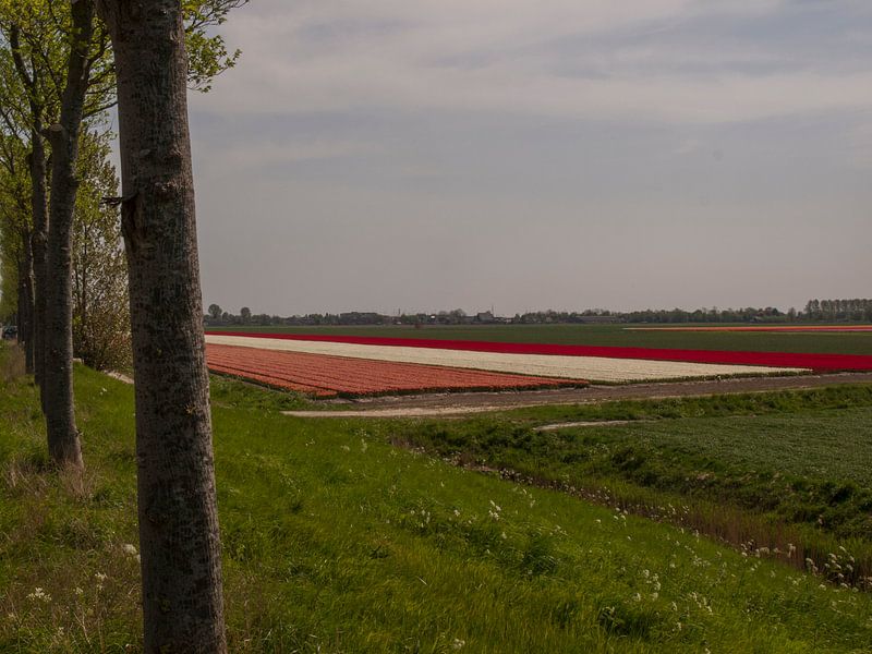 Bloembollenveld achter dijk von Rinke Velds