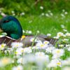 Frühlings-Ente von Masselink Portfolio