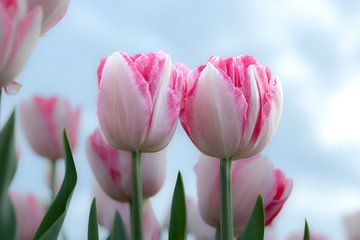 tulpen horen helemaal bij het voorjaar van Ria van den Broeke