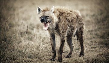 PBB Lomo Hyena Kenya 4 - Scan von analogem Film von Adrien Hendrickx