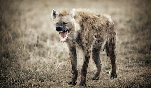 PBB Lomo Hyena Kenya 4 - Scan From Analog Film