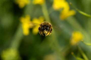 Bij bij de nadering van Flatfield