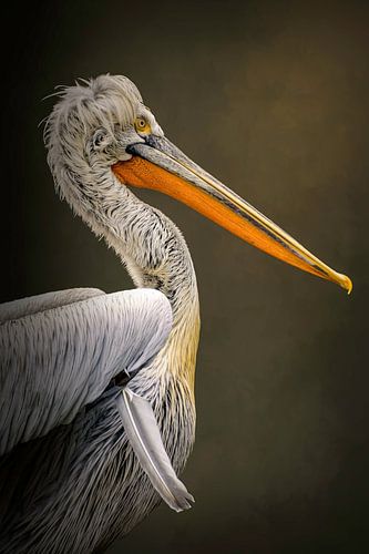 Portrait Pelican