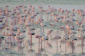 Pink Ocean of Flamingos / Walvis Bay Namibia by Anke Sol